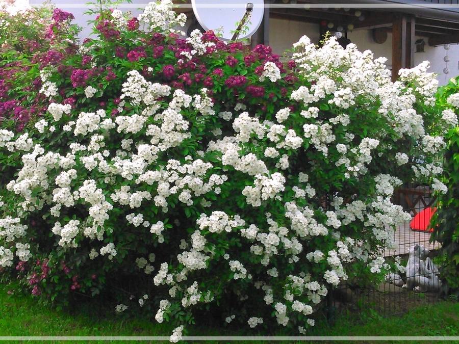 Guirlande d'Amour róża pnąca